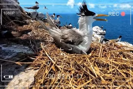 Le projet télévisé «Vietnam Wild Live» permet de suivre chaque printemps la nidification et l’éclosion des œufs, jusqu’au premier envol des fauconneaux. Photo: Vietnam Wild Live