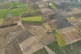 Une volée de cigognes est apparue dans la commune d’Ia Mron, district d’Ia Pa, dans la province de Gia Lai, sur les Hauts Plateaux du Centre. Photo : VNA