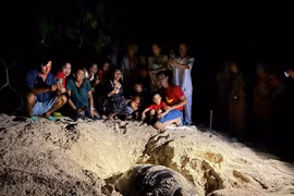 Les touristes aiment participer à la visite pour découvrir les tortues marines en train de pondre leurs œufs. Photo: VNA