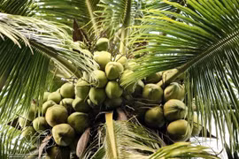 La noix de coco est l’une des spécialités de Bên Tre. Photo: VNP