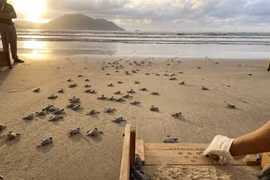 Une expérience émouvante de relâcher des bébés tortues vers la mer. Photo : Six Senses Côn Dao