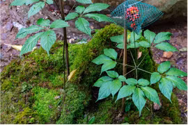 Le ginseng Ngoc Linh affirme progressivement son statut de produit national de portée internationale. Photo : VNP