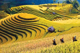 Les rizières en terrasses à Mù Cang Chai (province de Yên Bai) . Photo: hanoimoi.vn