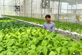 La transformation verte gagne du terrain dans la production agricole. Photo: CVN