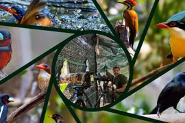 Le Vietnam est la nouvelle terre promise des amoureux des oiseaux. Photo: tuoitre.vn