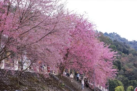 Cerisiers en fleurs dans la commune de Lung Cu, province de Tuyên Quang. Photo: VNP