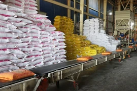 Malgré ce contexte mondial difficile, le riz vietnamien a vu ses prix augmenter d’environ 10 dollars la tonne au début du mois d’août, principalement grâce à une forte demande des importateurs philippins qui anticipent une suspension temporaire des importations de 60 jours, à partir du 1er septembre. Photo: VNA