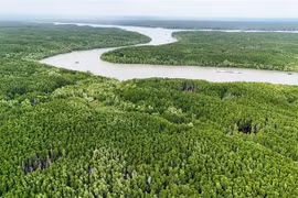 Vue de la mangrove de Cân Gio, située à la périphérie de Hô Chi Minh-Ville. Les forêts du Vietnam présentent un potentiel économique et environnemental important, notamment pour le développement des crédits carbone forestiers et l’écotourisme. Photo: VNA