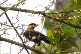 L’un des rares yểng (Gracula religiosa) capturé par un piège photographique dans la réserve naturelle de Dakrông. Photo : VNA