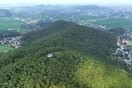 Vue aérienne de la forêt de pins dans la province de Thanh Hoa (Centre), en mars 2024. Photo: VnExpress