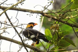 L’un des rares yểng (Gracula religiosa) capturé par un piège photographique dans la réserve naturelle de Dakrông. Photo : VNA