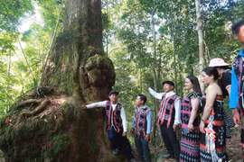 Les Co Tu entretiennent un lien étroit avec la forêt, qu’ils considèrent comme la source de leur culture. Photo : vietnamnet.vn