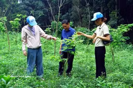 Les habitants plantent des arbres indigènes en amont des cours d'eau dans les zones montagneuses de la province de Quang Tri (Centre). Photo : VNA
