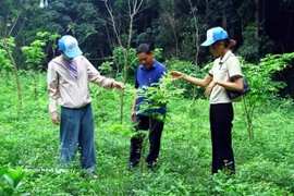 Les habitants plantent des arbres indigènes en amont des cours d'eau dans les zones montagneuses de la province de Quang Tri (Centre). Photo : VNA