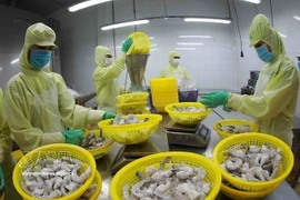 Transformation de crevettes congelées pour l'exportation dans l'usine du groupe Minh Phu, dans la province de Hâu Giang. Photo : VNA