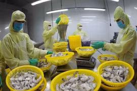 Transformation de crevettes congelées pour l'exportation dans l'usine du groupe Minh Phu, dans la province de Hâu Giang. Photo : VNA