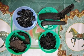 En plus de sa capacité à améliorer la fertilité des sols, le biochar issu des coques de cacao crée également des crédits de carbone à haut prix. Photo : VnExpress