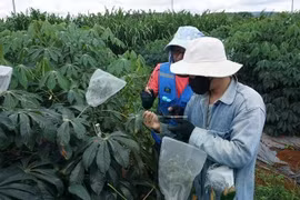 Les experts en recherche du Projet « Systèmes de production durables et résistants aux maladies dans la région du Mékong». Photo: NDEL