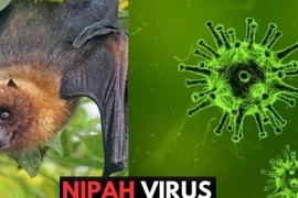 Le virus Nipah (NiV) est une zoonose virale grave se transmettant à l'homme par contact direct avec des chauves-souris frugivores (Pteropus), des porcs infectés ou des personnes malades. Photo: moh.gov.vn