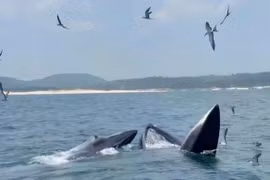 Deux grandes baleines ont été aperçues en train de chasser au large de Dak Lak, attirant l'attention des pêcheurs locaux et des touristes. Photo : Thanh Quang