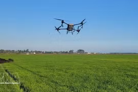 Pulvérisation aérienne des pesticides par drones sur une rizière dans la commune de Long Diên, à Hô Chi Minh-Ville. Photo : VNA