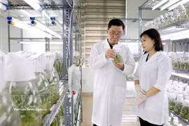 La société par actions Thai Binh Seed Group est l'une des principales entreprises de semences végétales au Vietnam, propriétaire des droits d'auteur de 30 variétés de plantes et de trois usines aux normes internationales. Photo : VNA