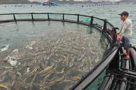 Un modèle d'élevage de cobias en cages en PEHD en pleine mer à Khanh Hoa présente une efficacité remarquable. Photo : nongnghiepmoitruong.vn