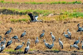 Des cigognes apparus dans la commune d’Ia Mron, district d’Ia Pa, dans la province de Gia Lai (Hauts Plateaux du Centre). Photo : VNA
