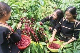 Dans une plantation de café à Buôn Ma Thuôt, dans la province de Dak Lak (Hauts Plateaux du Centre). Photo: VNA