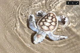 Une tortue de mer albinos. Photo : Six Senses Con Dao