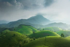 Les collines ondulantes de la vallée de théiers de Long Côc, dans la province de Phu Tho (Nord). Photo: Daniel Kordan 