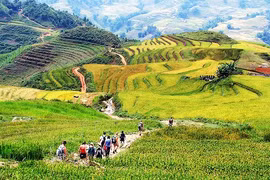 Dans le nord-ouest du Vietnam, Lào Cai dévoile ses rizières en gradins, sculptées avec art par les ethnies H’mông et Dao rouges. Photo: ST
