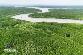 La forêt de mangroves de Can Gio est devenue la première réserve de biosphère du Vietnam reconnue par l'UNESCO en 2000. Photo: VNA