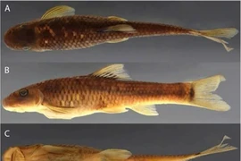Le poisson-ventouse Supradiscus varidiscus est l'une des deux nouvelles espèces recensées au Vietnam par le Muséum américain d'histoire naturelle, qui en a identifié plus de 70. Photo : bioone.org
