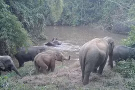 Les experts soulignent que des données spécifiques sur les éléphants mâles, femelles et juvéniles peuvent les aider à évaluer avec précision le potentiel de maintien et de croissance de la population de l’espèce. Photo : gracieuseté de Humane World for Animals