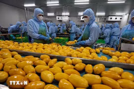 Transformation de mangue pour l'exportation à l'usine de la société B'LaoFood, dans la ville de Bao Lôc, province de Lâm Dông. Photo : VNA