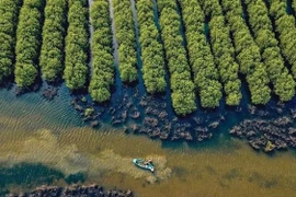 Le Vietnam mettra en œuvre à titre expérimental une bourse nationale de crédits carbone à partir de juin 2025. Photo : baodautu.vn