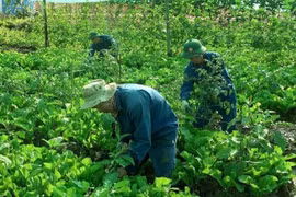 Des jardins potagers luxuriants du corps du génie de l’armée vietnamienne à Abyei. Photo gracieuseté de l’équipe de génie militaire n°3 du Vietnam