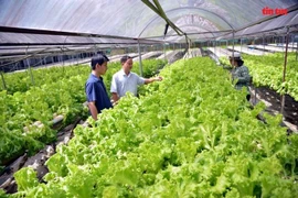 Un modèle de culture hydroponique de légumes, dans la commune de Nhuân Duc, district de Cu Chi, Hô Chi Minh-Ville. Photo: baotintuc.vn