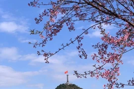 Lung Cu célèbre la floraison éphémère des cerisiers. Photo: VNA