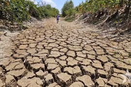 Le canal Suon, traversant la commune de Tân Tâp, district de Cân Giuôc, province de Long An, à sec en raison d’une sécheresse prolongée et de la salinité en 2024. Photo : qdnd.vn