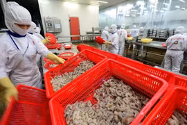 Transformation des produits aquatiques destinés à l'exportation chez la société par actions des produits aquatiques Cafatex Hau Giang. Photo : NDEL