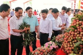 Lors de la conférence sur la coopération en vue de commercialisation de litchis précoces de Tân Yên en 2025. Photo : NDEL