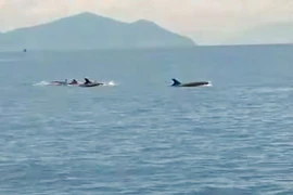 Des dizaines de grands dauphins ont été observés le 18 mai près de la zone de Hon Dung, à environ 10 km de la côte de Nha Trang. Photo : dauphins 24h.com.vn