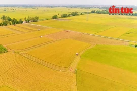 Développer une agriculture durable grâce au projet d'un million d'hectares de riz de haute qualité dans le delta du Mékong. Photo: VNA