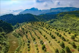 Zone de plantation de macadamia dans la commune de Quai Nua, district de Tuân Giao, province de Diên Biên. Photo: VNA