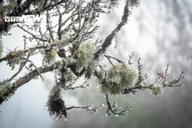 Une importante masse d’air froid se dirige vers le Vietnam et devrait toucher les régions du Nord et du Centre les 12 et 13 décembre, avec des températures chutant brutalement jusqu’à 5°C dans certaines zones. Photo: vtcnews