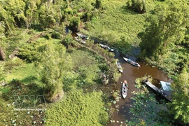 Vue aérienne d’une partie de la forêt de cajeputiers de Trà Su. Photo : VNA