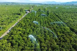 Arrosage du café à l'aide du système d'irrigation économes en eau dans un champ dans la commune de Dak Mar, district de Dak Ha, province de Kon Tum. Photo : NDEL