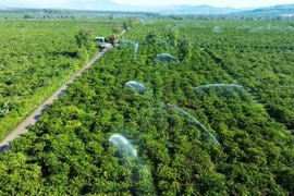 Arrosage du café à l'aide du système d'irrigation économes en eau dans un champ dans la commune de Dak Mar, district de Dak Ha, province de Kon Tum. Photo : NDEL